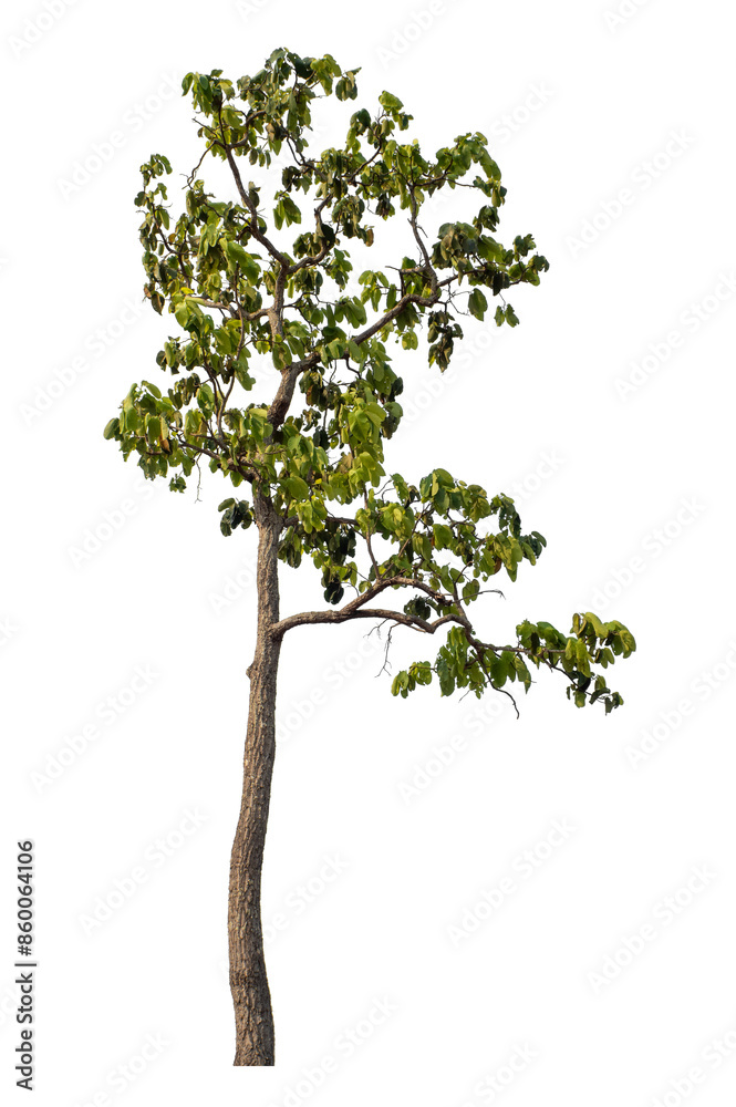 Green tree isolated on transparent background with clipping path and alpha channel. Green tree isolated on transparent background with clipping path and alpha channel.