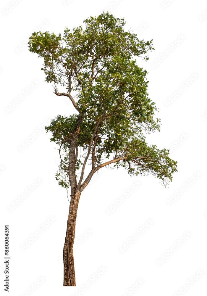 Tree isolated on transparent background with clipping path and alpha channel. Tree isolated on transparent background with clipping path and alpha channel.