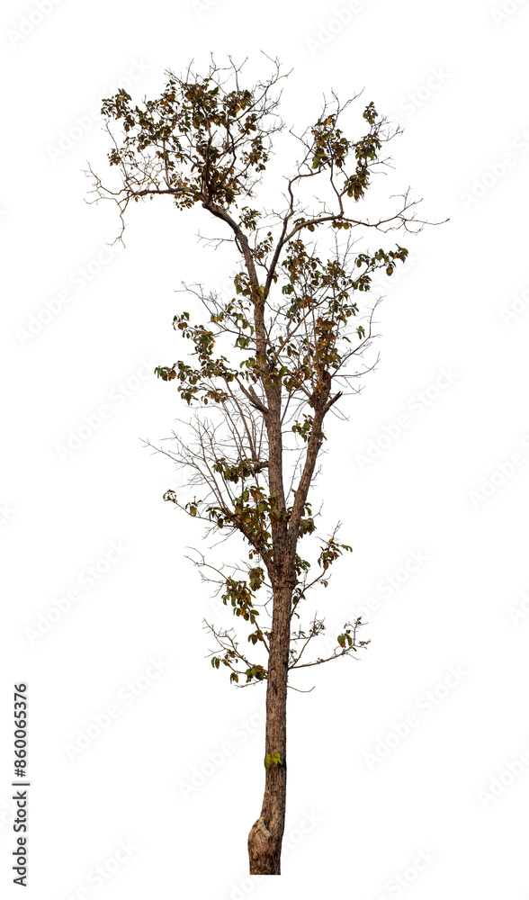 Fototapeta premium Tree isolated on transparent background with clipping path and alpha channel.