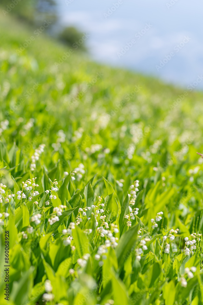 満開のスズランの群生