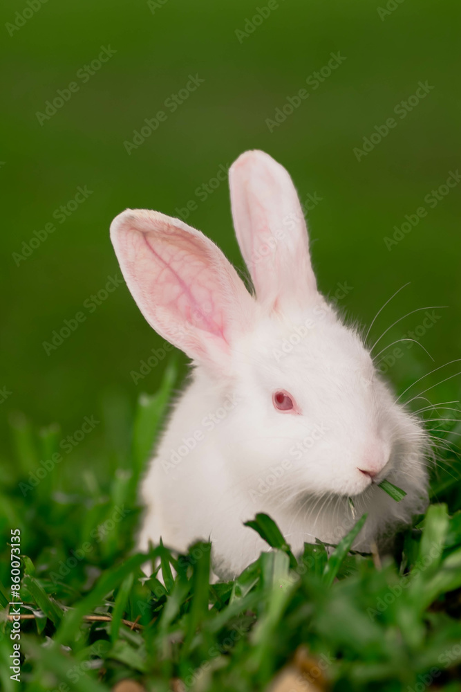 White rabbit with red eyes on the garden lawn. White rabbit with red eyes on the garden lawn.