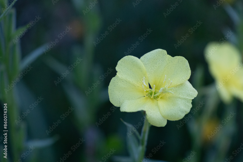 Beautiful yellow flowers blooming in the summer meadow. Natural rural scenery of Latvia, Northern Europe. Beautiful yellow flowers blooming in the summer meadow. Natural rural scenery of Latvia, Northern Europe.