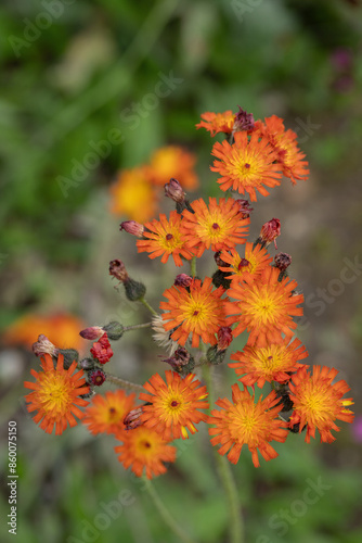 Inflorescence of orange hawkweed (Hieracium aurantiacum). photo