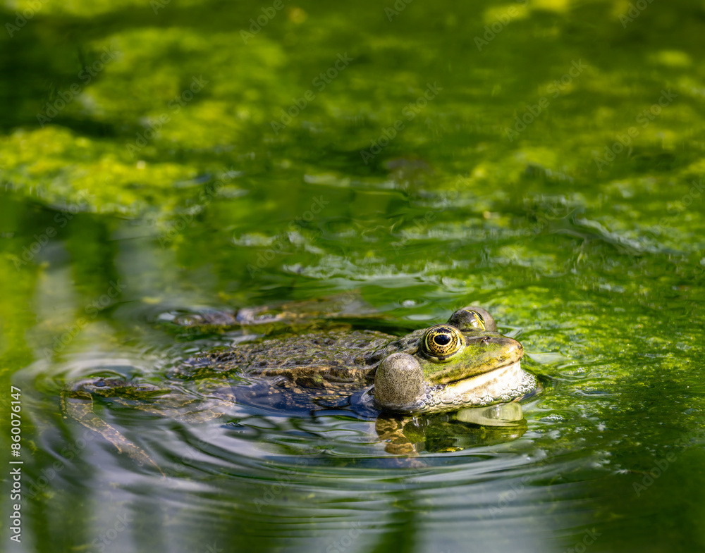 Green frog in pond full of algae