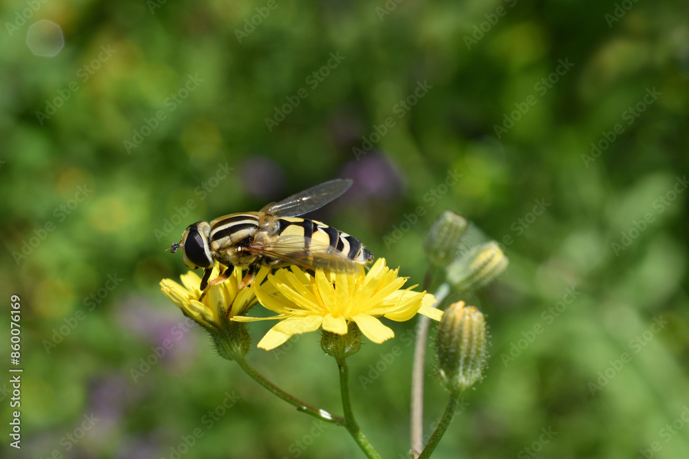 Close-up of the hoverfly (Helophilus trivittatus) sitting on the yellow flower Close-up of the hoverfly (Helophilus trivittatus) sitting on the yellow flower