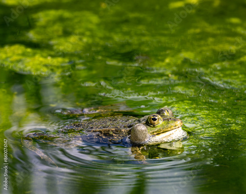 Obraz na płótnie Green frog in pond full of algae w salonie