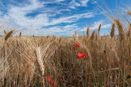 fields of wheat and poppies in Provence