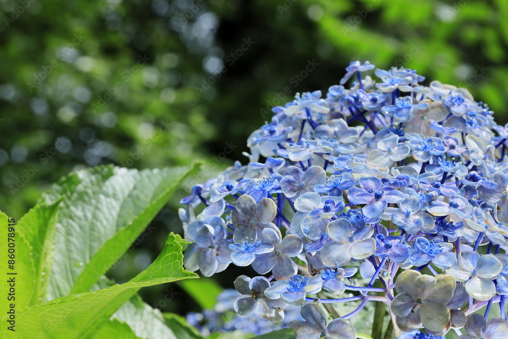 紫陽花