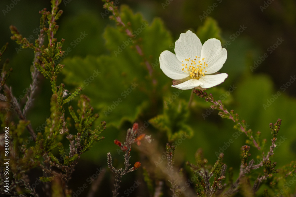 Obraz premium Detailed close-up of a white cloudberry flower with yellow stamens surrounded by green foliage and wild vegetation. The delicate bloom stands out against the dark, lush background