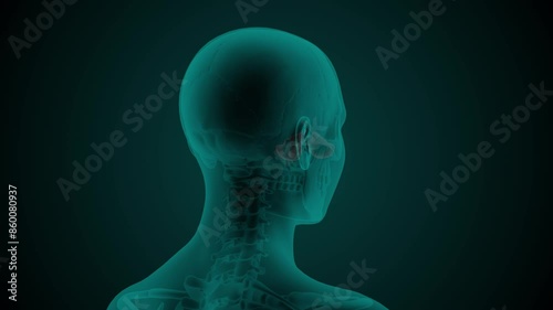 X-ray scan of the female head with visible maxillar sinus. Anatomically correct 3d animation on dark background