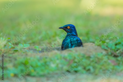  Lesser Blue-eared Starling (Lamprotornis chloropterus), in the Kruger National Park South Africa, 4K resolution, closeup