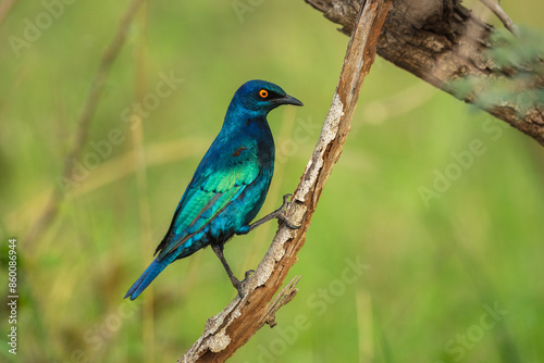  Lesser Blue-eared Starling (Lamprotornis chloropterus), in the Kruger National Park South Africa, 4K resolution, closeup