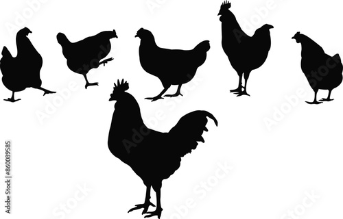 six chickens body, silhouette vector