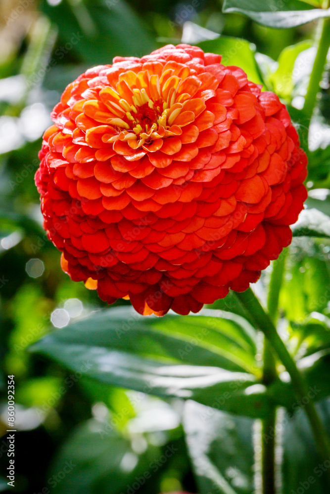 Close up big red zinnia flower (zinnia violacea) with green background. Zinnia flower in tropical garden is genus of sunflower family. Zinnia macro in summer flower garden as floral background or card Close up big red zinnia flower (zinnia violacea) with green background. Zinnia flower in tropical garden is genus of sunflower family. Zinnia macro in summer flower garden as floral background or card