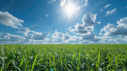 Ripe sugarcane field under sunny sky