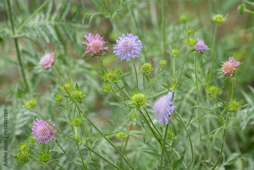 Blossoms, and buds of a field scabious (Knautia arvensis). Plant morphology. Blossoms, and buds of a field scabious (Knautia arvensis). Plant morphology.