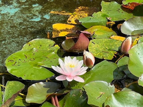 Water lily in the pond with green leaves and butterflies in the background photo