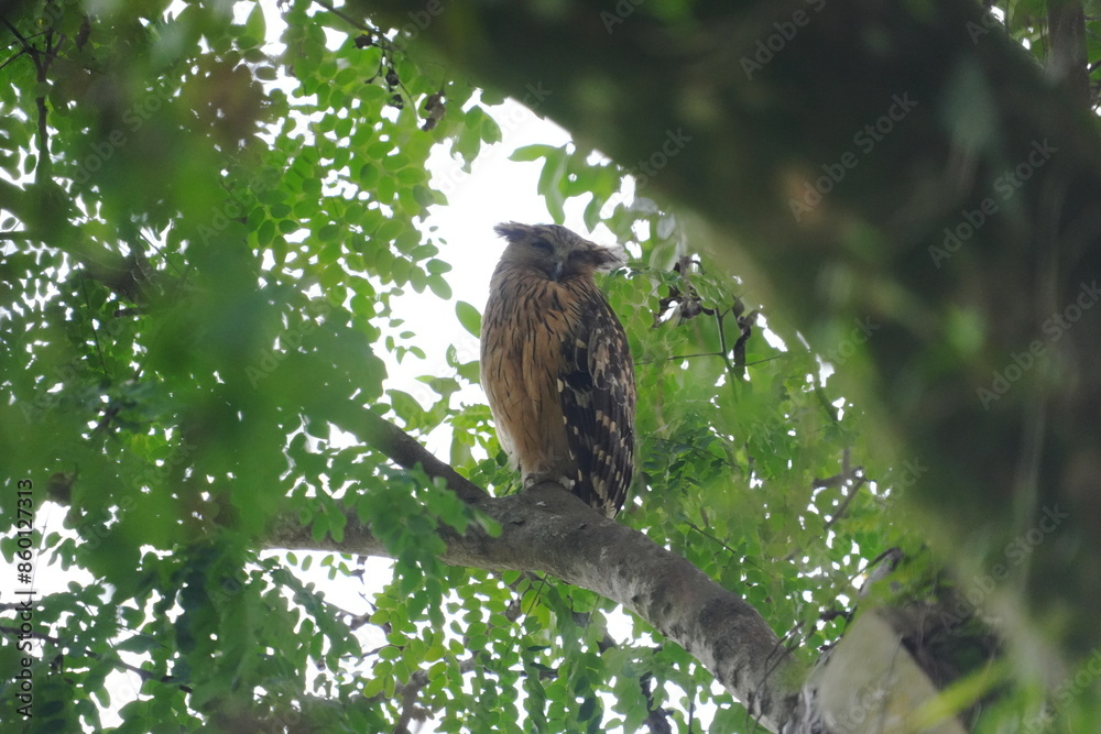 The Buffy Fish Owl (Ketupa ketupu), also known as the Malay Fish Owl, is a fascinating bird of prey found in Southeast Asia. |馬來漁鴞 The Buffy Fish Owl (Ketupa ketupu), also known as the Malay Fish Owl, is a fascinating bird of prey found in Southeast Asia. |馬來漁鴞