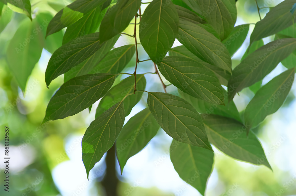 Green leaves background. Selective and soft focus. Copy space. Green leaves background. Selective and soft focus. Copy space.