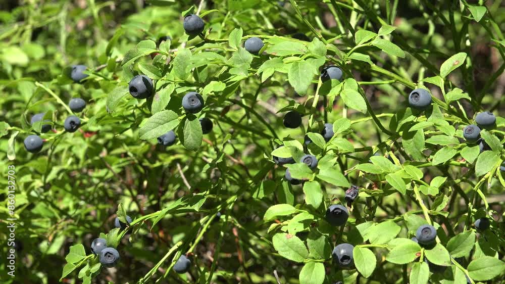 Blueberries, Huckleberry Bush in Wood, Berries, Forest Fruit in Mountains, Wild Bilberries, Huckleberries, Vaccinium Corymbosum Blueberries, Huckleberry Bush in Wood, Berries, Forest Fruit in Mountains, Wild Bilberries, Huckleberries, Vaccinium Corymbosum