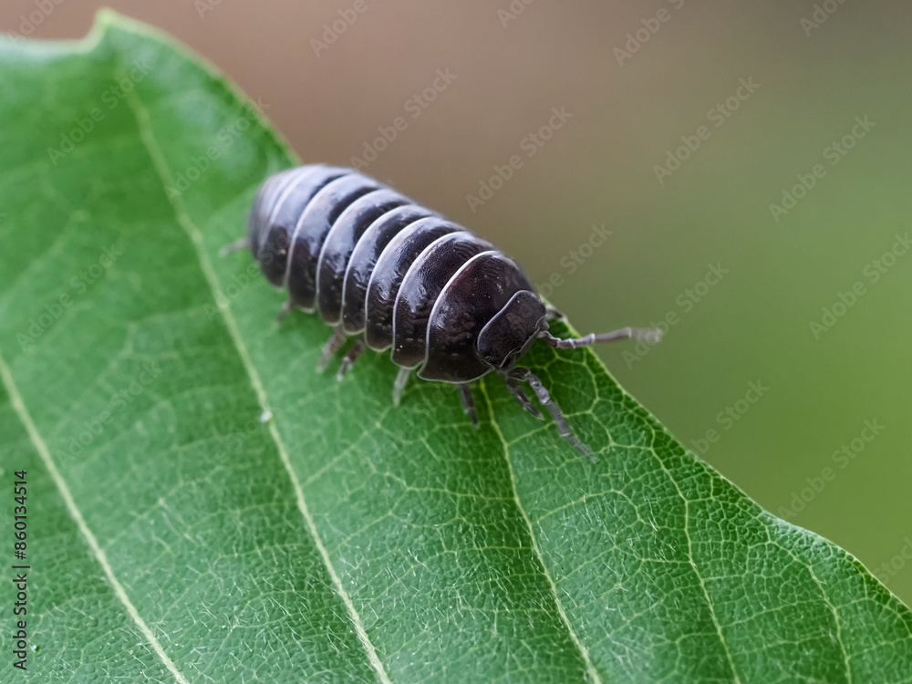 1000_F_860134514_hIHBE6DfzI0VE