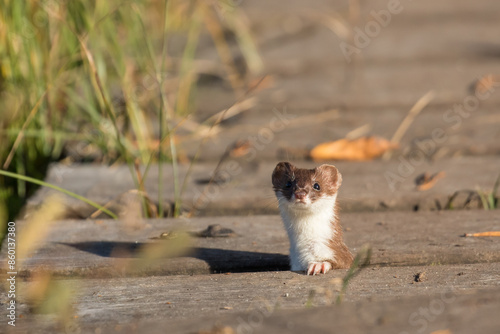 Obraz na plátně Cute stoat on a bridge