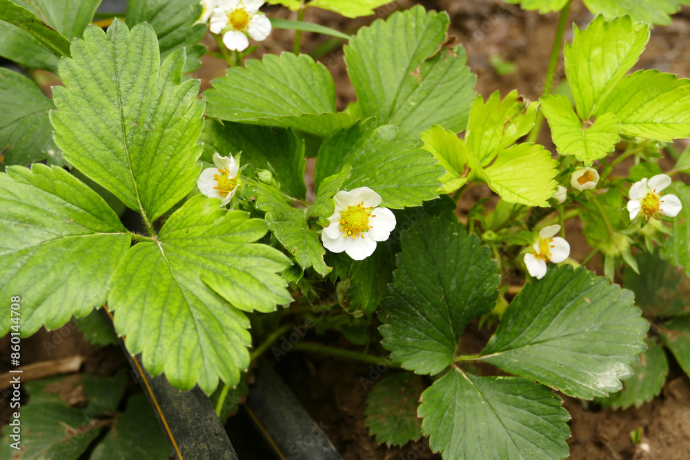 Planted strawberry seedlings of the Yediveren variety that green and bloom in spring,Planted strawberry seedlings of the Yediveren variety that green and bloom in spring, Planted strawberry seedlings of the Yediveren variety that green and bloom in spring,Planted strawberry seedlings of the Yediveren variety that green and bloom in spring,