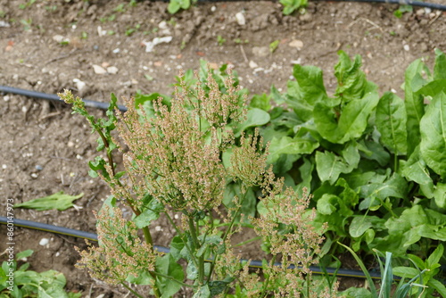Obraz na płótnie sorrel in the garden, sorrel herb, sorrel plant left to get seeds, w salonie
