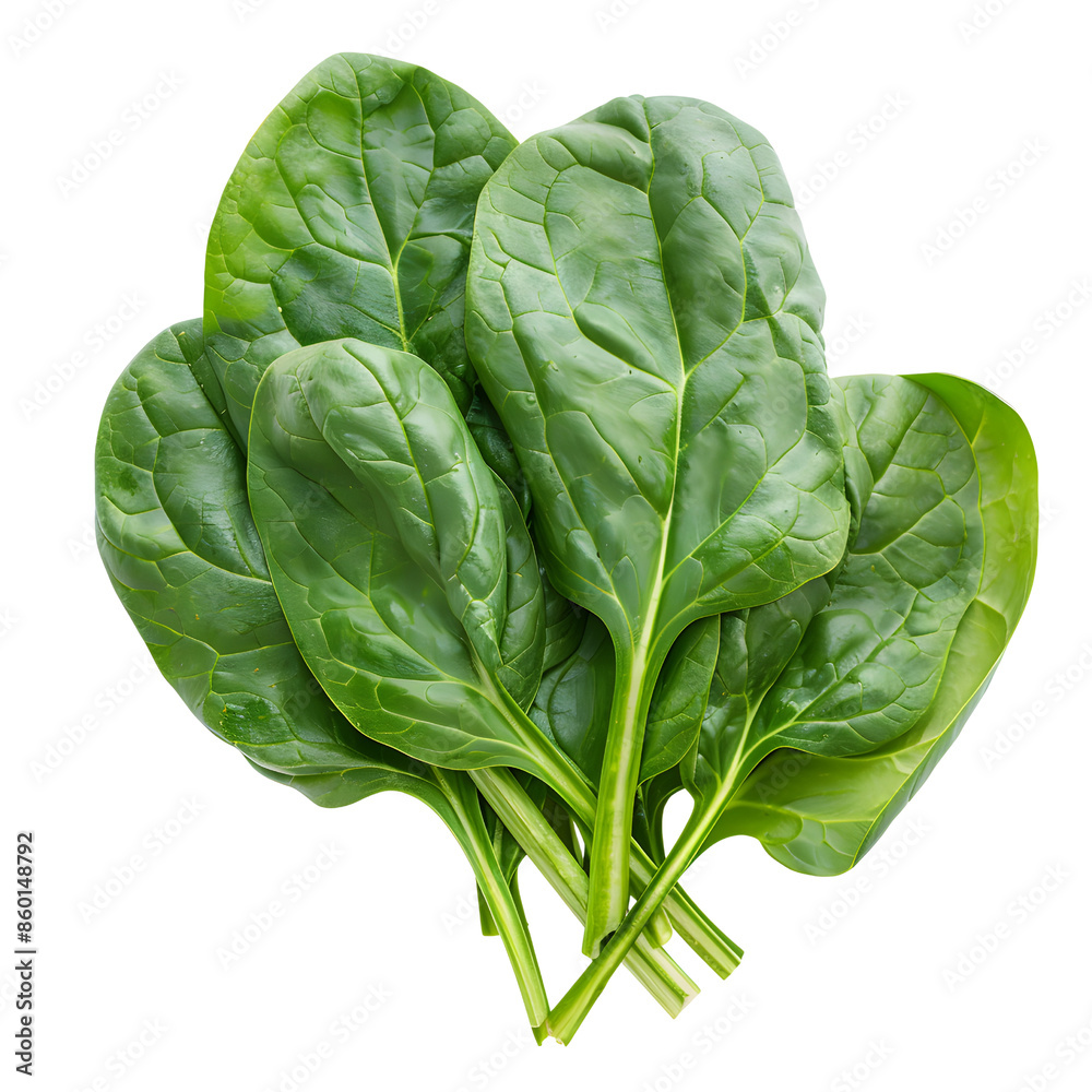 Fresh green spinach leaves in a bunch. Perfect for salads, smoothies, and healthy cooking. isolated on transparency PNG background. Fresh green spinach leaves in a bunch. Perfect for salads, smoothies, and healthy cooking. isolated on transparency PNG background.