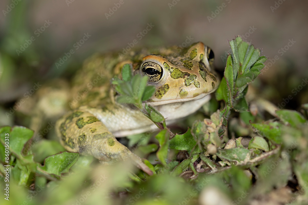 Bufotes balearicus o Bufo lineatus, endemic green toad of the Italian peninsula. Bufotes balearicus o Bufo lineatus, endemic green toad of the Italian peninsula.