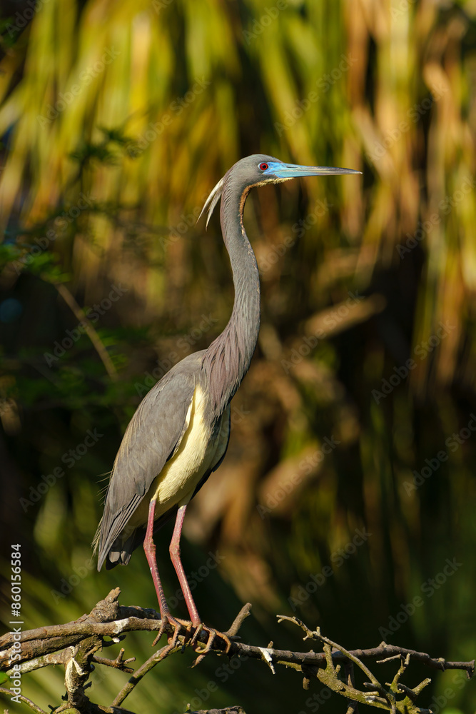 Obraz premium Tri-colored Heron, Louisiana Heron, Egretta tricolor, adult in warm evening sunlight