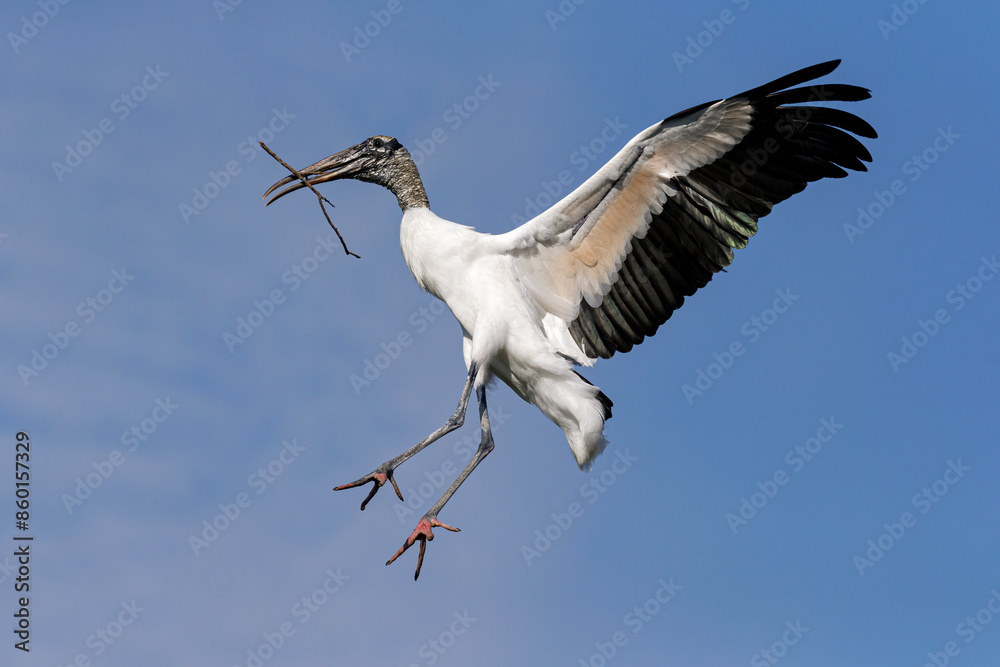 Obraz premium Wood Stork, Mycteria americana, adult in flight returning to nest site. Florida. USA