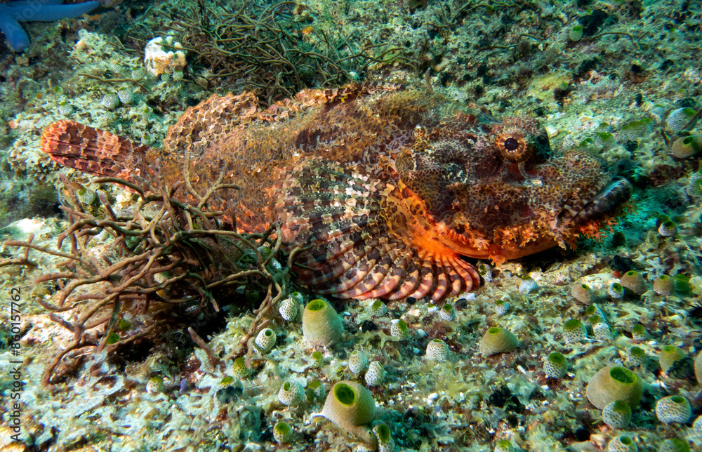 A Bearded Scorpionfish resting on corals Apo Island Philippines A Bearded Scorpionfish resting on corals Apo Island Philippines