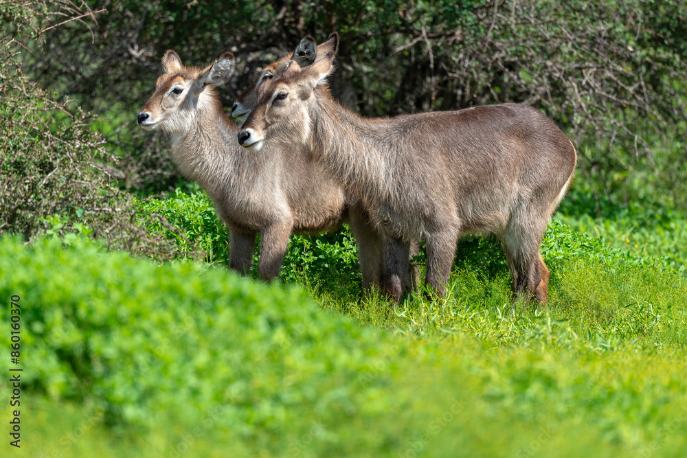 Cobe à croissant , Waterbuck, Kobus ellipsiprymnus, Parc national du Kruger, Afrique du Sud Cobe à croissant , Waterbuck, Kobus ellipsiprymnus, Parc national du Kruger, Afrique du Sud