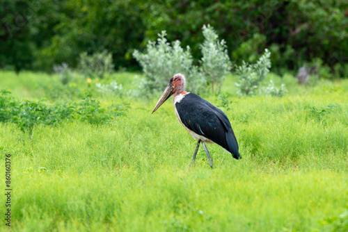 Marabout d'Afrique, Leptoptilos crumenifer, Marabou Stork,Afrique photo