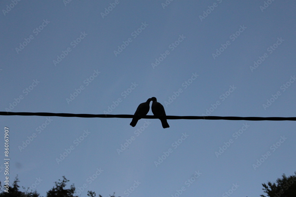 Silhouette of Two Doves Kissing on a Line Silhouette of Two Doves Kissing on a Line