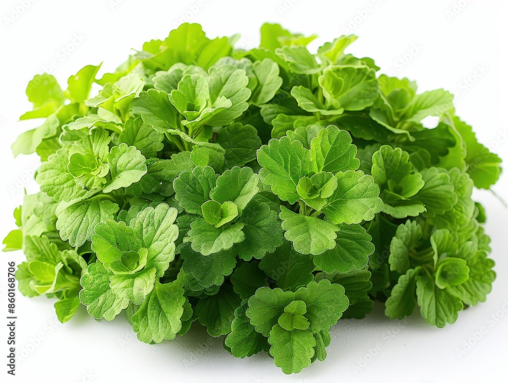 Fresh Green Oregano Leaves on White Background Fresh Green Oregano Leaves on White Background