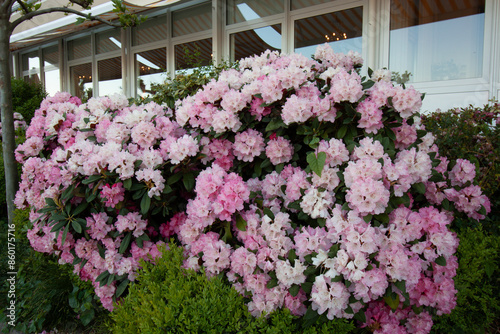 Wallpaper Mural Bright and beautiful pink and white rhododendron flowers blooms in the spring time in Lindau Torontodigital.ca
