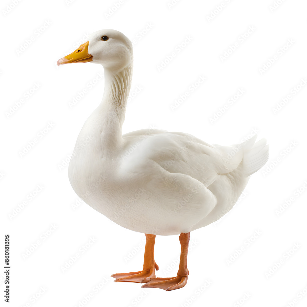white goose isolated on white or transparent png