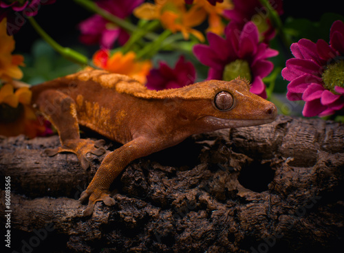 a domestic creested gecko portrait photo