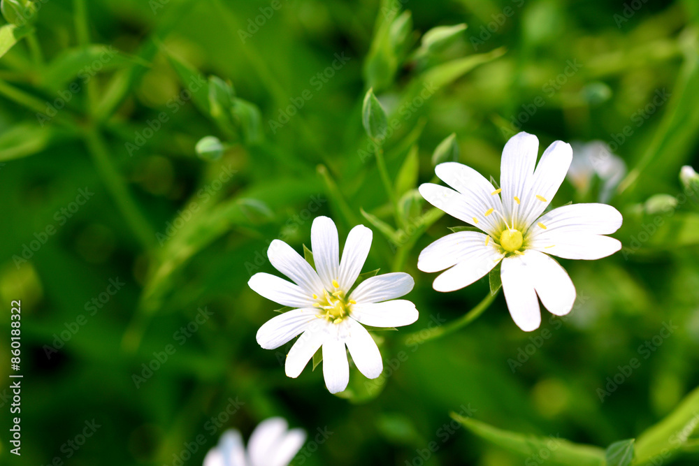 white anemone flowers with a yellow center on green grass background white anemone flowers with a yellow center on green grass background