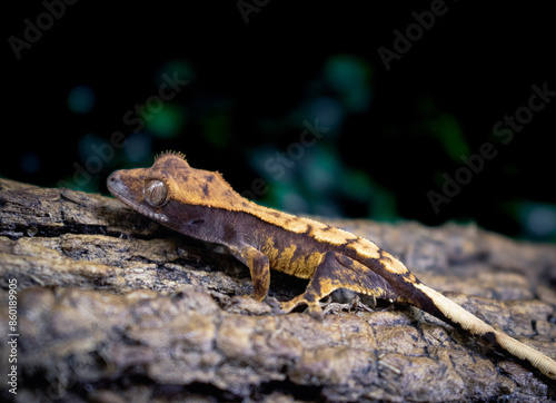 a domestic creested gecko portrait photo