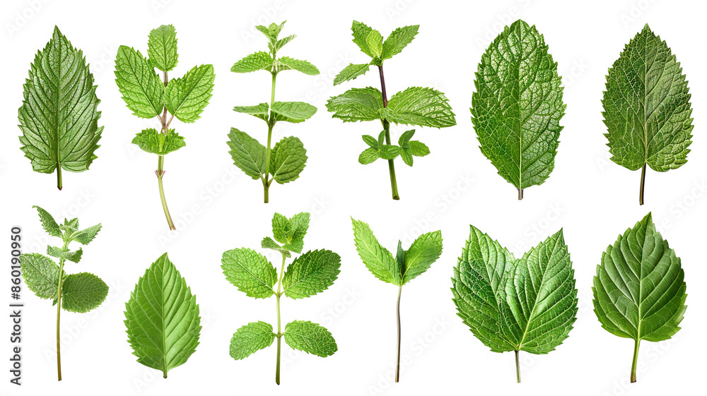 Set of fresh mint leaves, cut out Set of fresh mint leaves, cut out