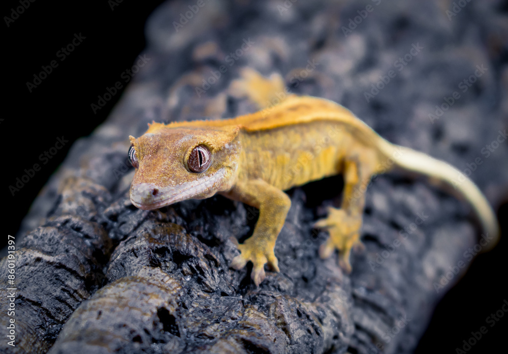 Fototapeta premium a domestic creested gecko portrait