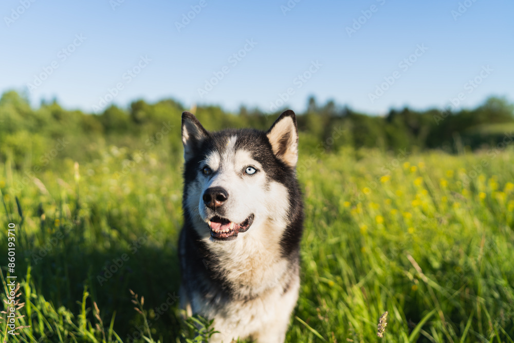 Husky dog with multi-colored eyes in a field with green grass and blue sky. Husky dog with multi-colored eyes in a field with green grass and blue sky.