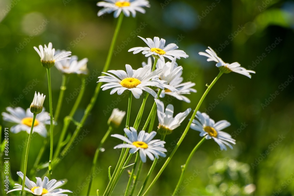 Beautiful natural background of bright white daisies. Beautiful natural background of bright white daisies.