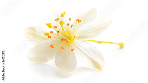Fresh lemon flower isolated on white background with clipping path : Generative AI