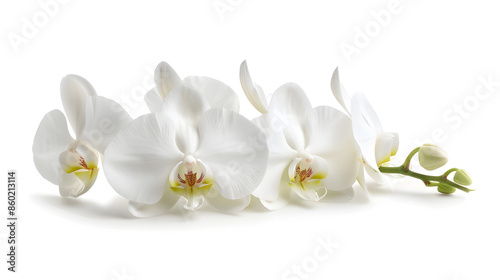 Beautiful white orchid flower isolated on white background : Generative AI