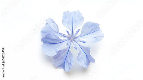 cape leadwort white plumbago Plumbago auriculata Blue flower isolated on white background : Generative AI