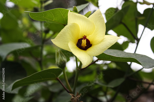 Hibiscus tiliaceus beautiful yellow flower photo